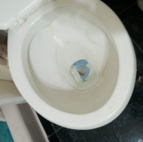 Se sentó en el inodoro, una cobra le mordió "el amigo" y se lo "mató".