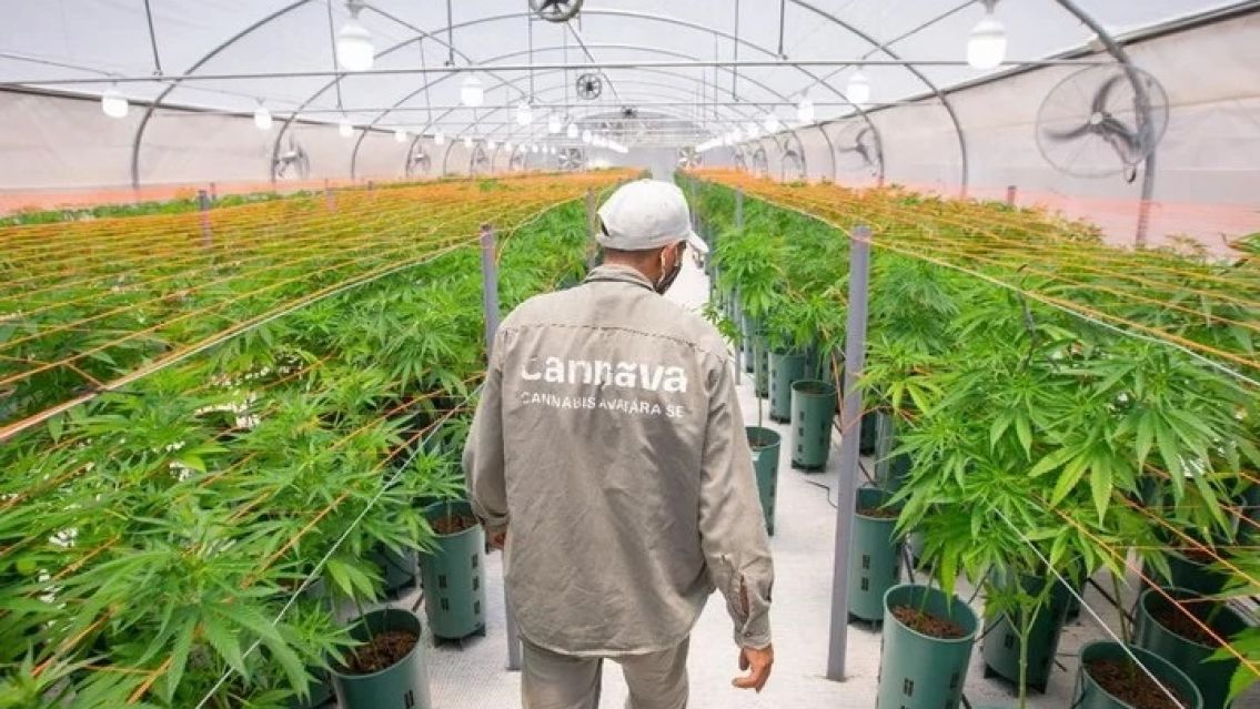 Jujuy producirá fibra de cannabis para la remediación del agua y el aire