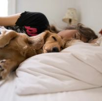 ¿Es buena idea que tu perro duerma en tu cama?
