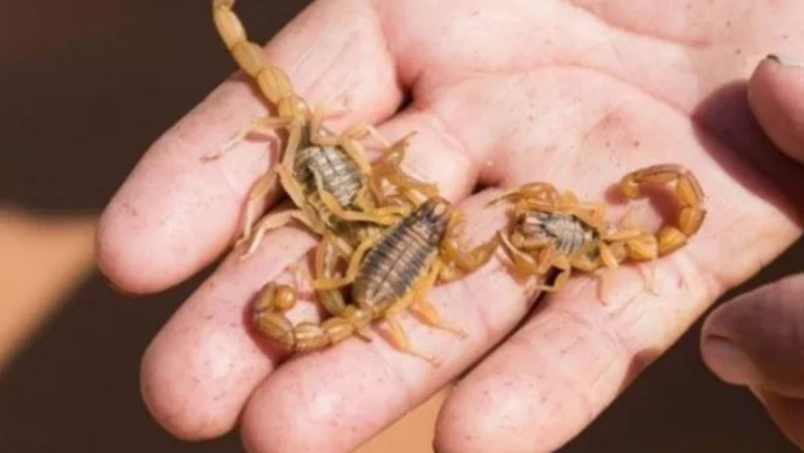 Alacranes a la vista: c�mo combatirlos y qu� hacer en caso de una picadura