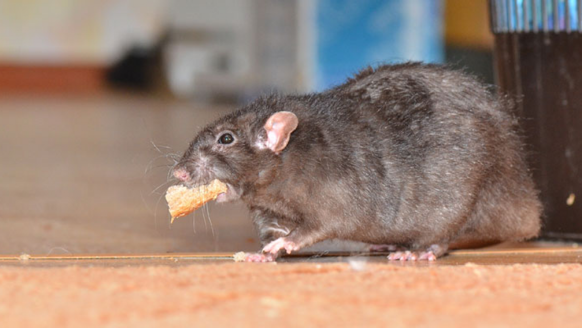 Hacinamiento, ratas, sarna, malas comidas y otras condiciones infrahumanas en la Alcaidía