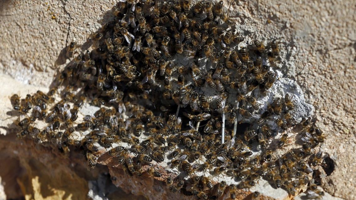 Abejas lo picaron en todo el cuerpo y lo mataron: su esposa y su perro están graves