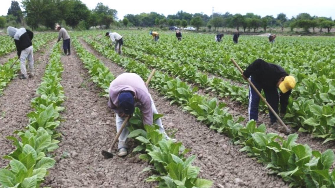 Jujuy: invitan a sumarse a un proyecto de ley para trabajadores rurales