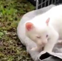Encontraron lo que parecía ser un lindo gatito blanco pero la realidad era un puma 