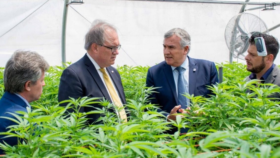 Morales sobre mega plantaci�n de marihuana de un juje�o: "Es delito"