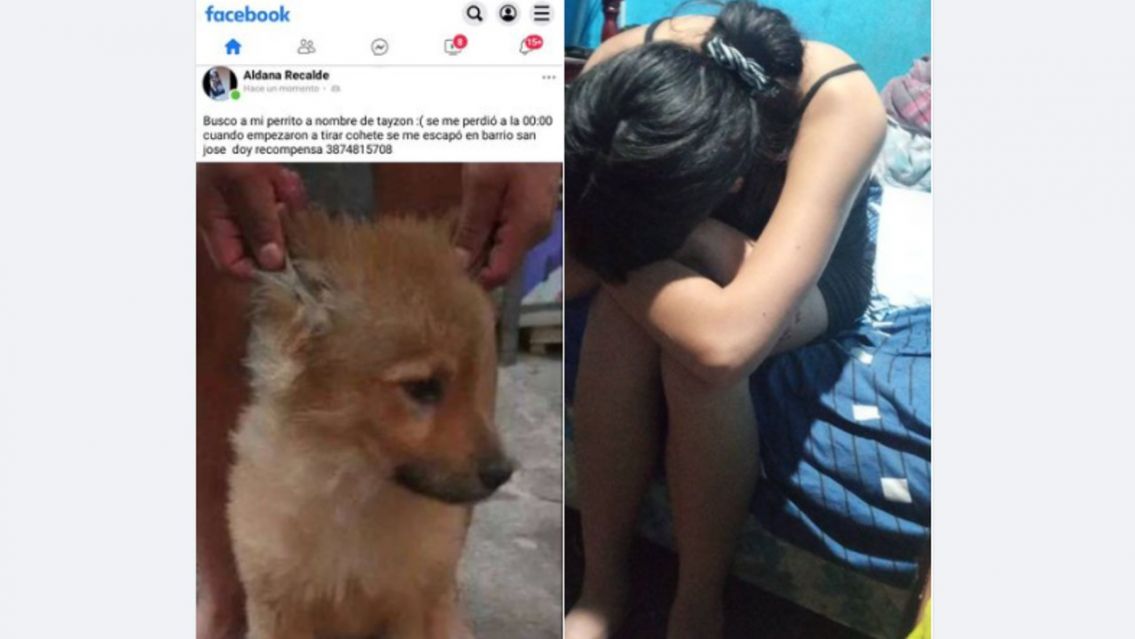 Por la pirotecnia, las redes se llenaron de perros perdidos en Jujuy