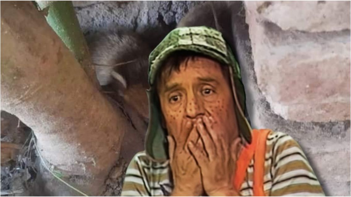 Pensó que se le metieron ratas en la casa pero era otro animal: está horrorizado