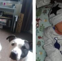 Un bebé de 14 días murió brutalmente atacado por el perro de la casa
