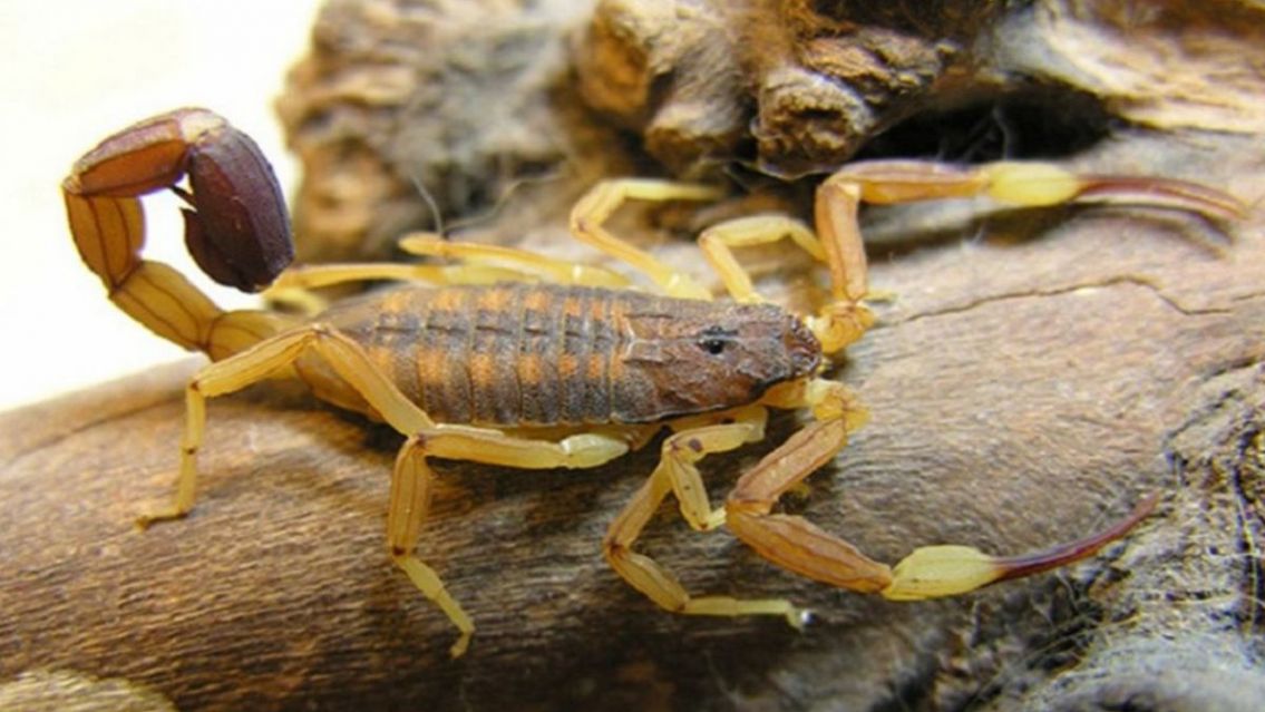 Palpal� en alerta por un invasi�n de alacranes venenosos�