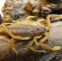 Palpalá en alerta por un invasión de alacranes venenosos
