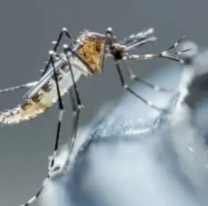 No hay respiro, Jujuy ya anunció los primeros casos de dengue de la temporada estival