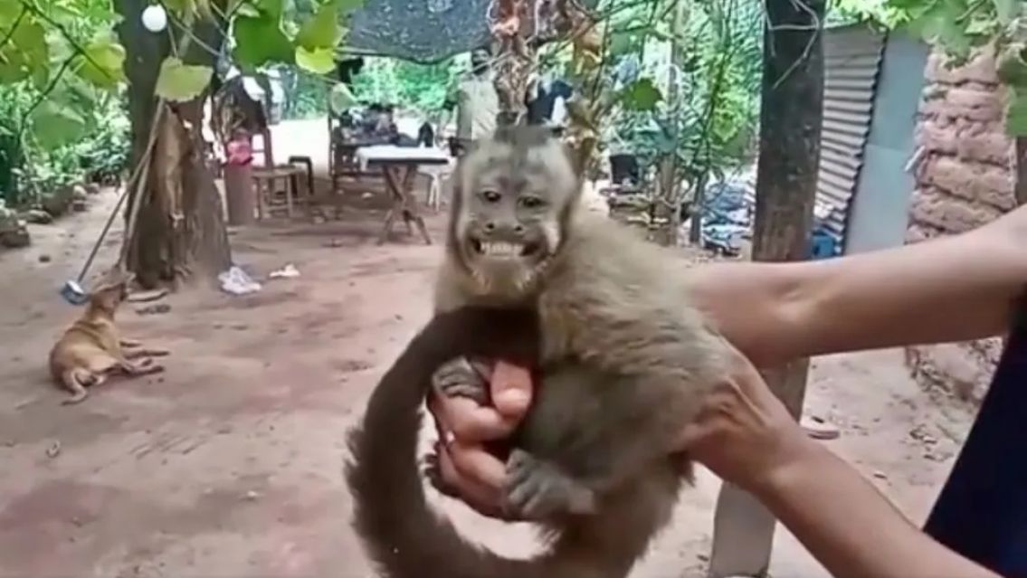 Rescataron un monito en Jujuy y sonrió feliz a sus salvadores