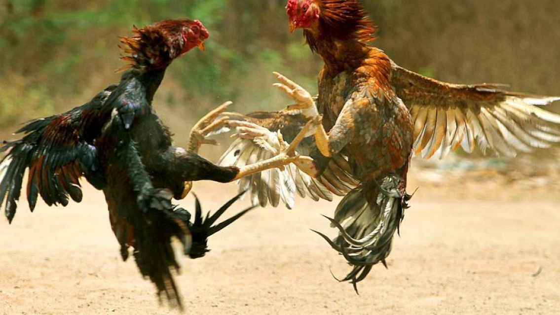 Les dieron la cana: norte�os organizaban ri�as de gallos y podr�an ir a juicio