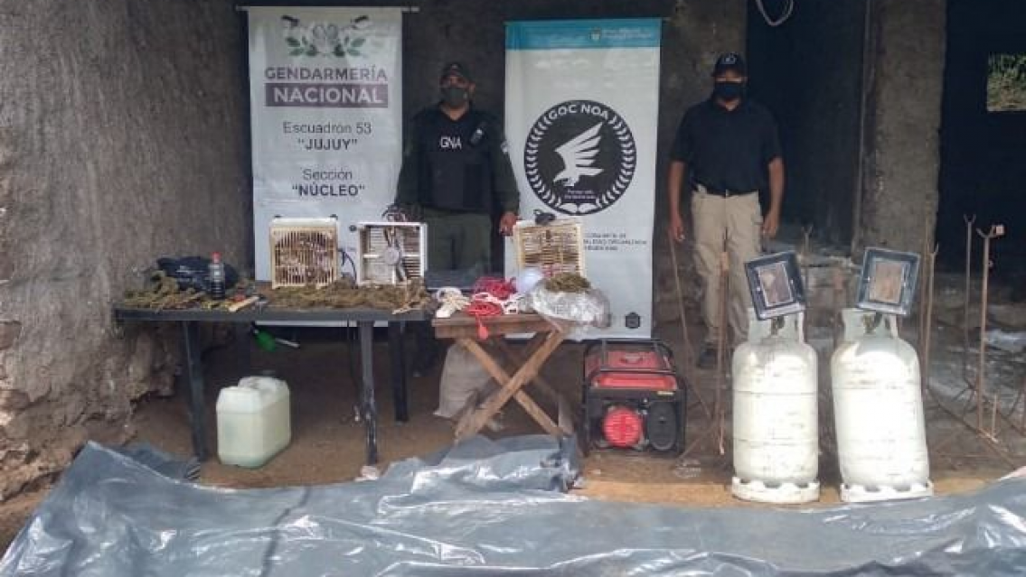 Hallaron más de 7000 plantines de marihuana en Monterrico, fueron incautados