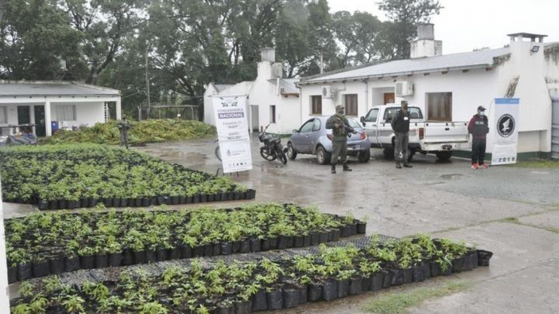 JUJUY: La marihuana secuestrada est� valuada en 2500 millones de pesos