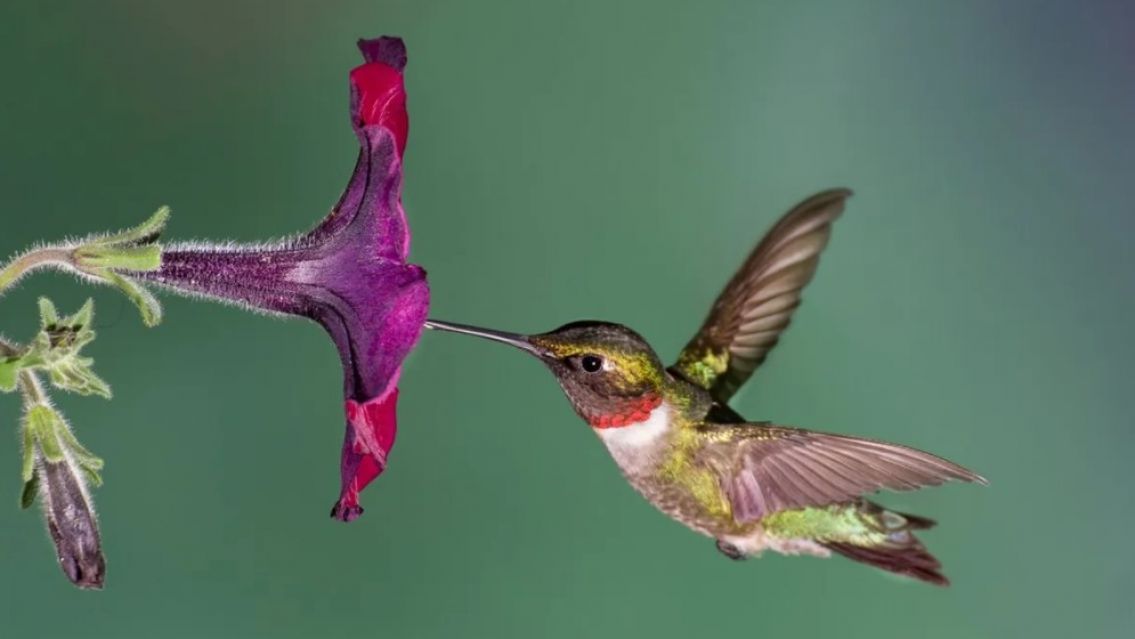 Qué significado tiene que un colibrí visite tu casa