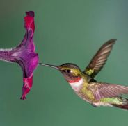 Qué significado tiene que un colibrí visite tu casa