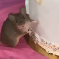 Filmaron a un ratón comiendo torta en la vidriera de una pastelería