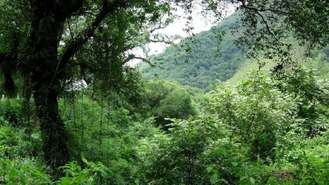 El Gobierno asign� el n�mero m�s bajo de la historia para la protecci�n de bosques nativos