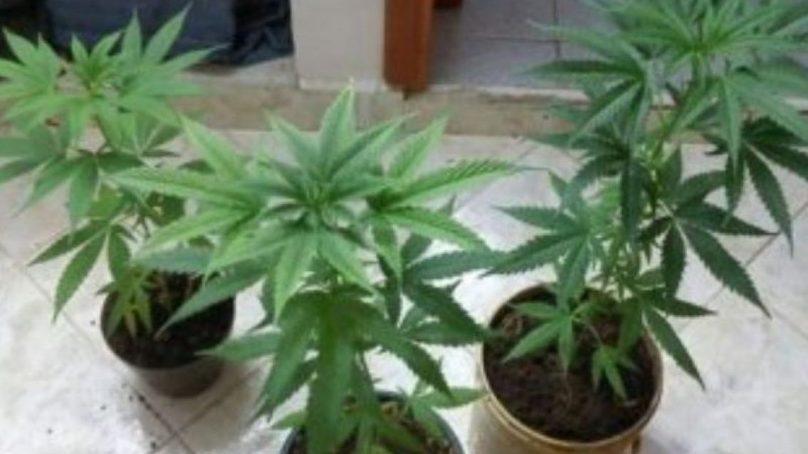 �Duro golpe al narco?: La Polic�a de Jujuy secuestr� plantines de marihuana