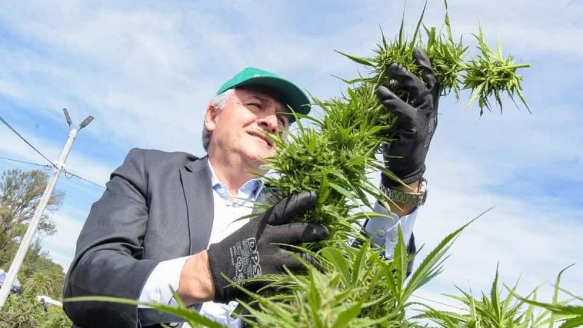 Jujuy impulsa nuevos usos del cannabis para el mundo