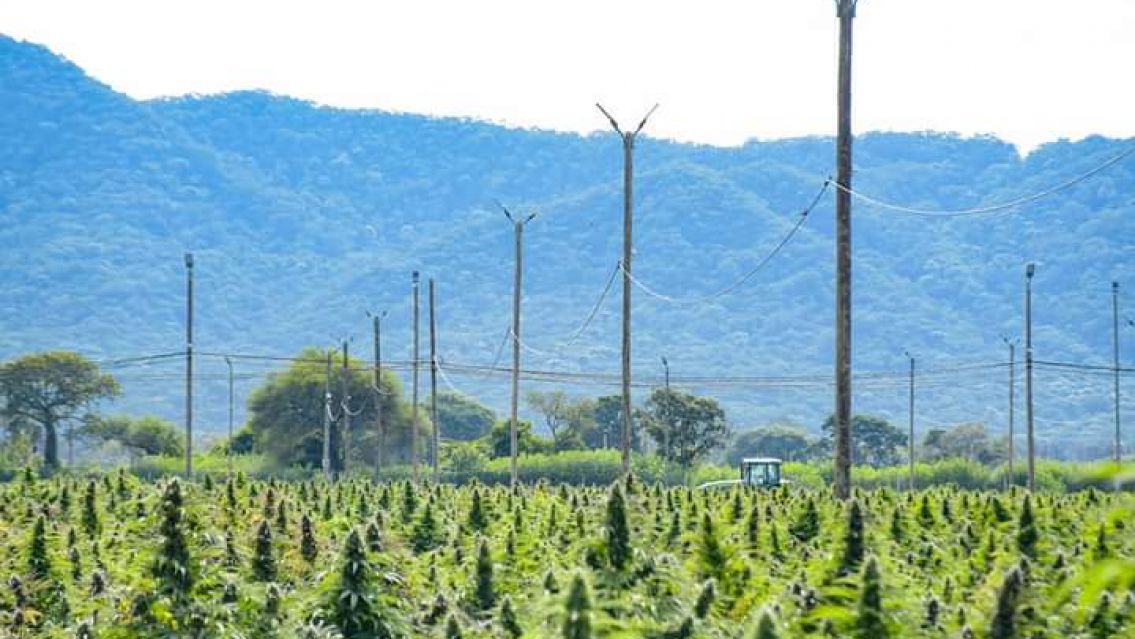 Diputados aprobaron la ley de cannabis industrial para todo el país