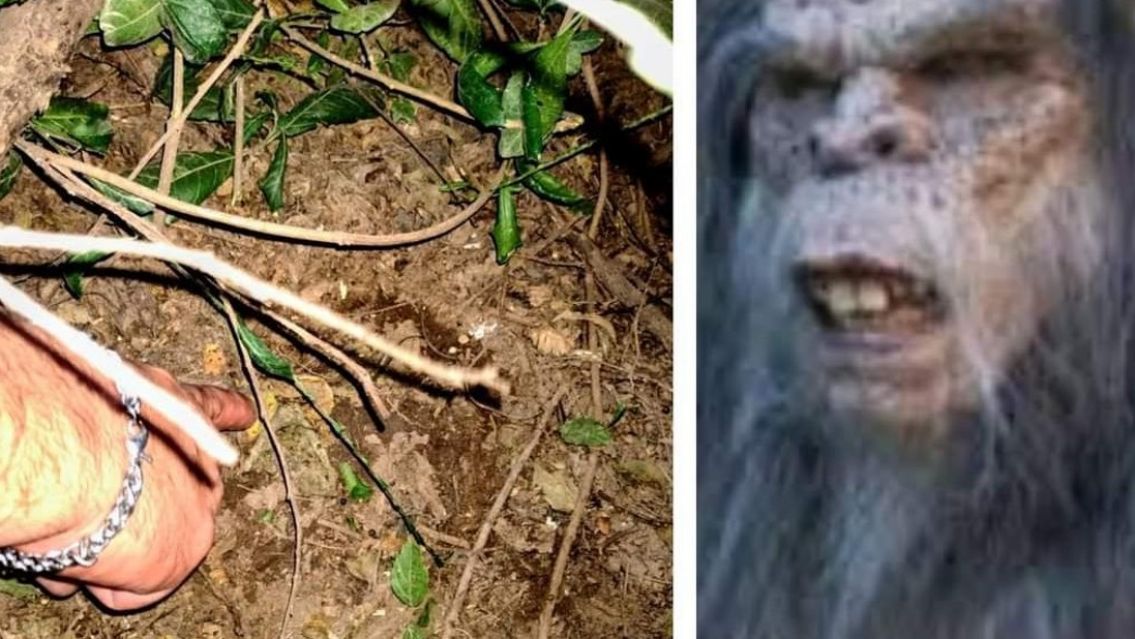 Fueron a buscar al Ucumar a Salta y hallaron lo que nunca imaginaron