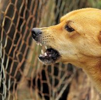 Otro nene atacado por un perro en Jujuy: La dueña escondió al animal