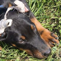 Proponen prohibir el corte de orejas y colas de las mascotas en Jujuy