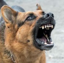 En Jujuy ya hubo más de 1000 ataques de perros en 2022