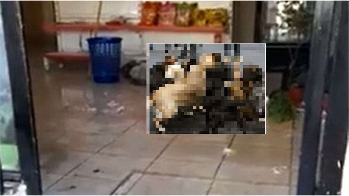 Perros salvajes entraron a una tómbola y pasó lo que nadie quería