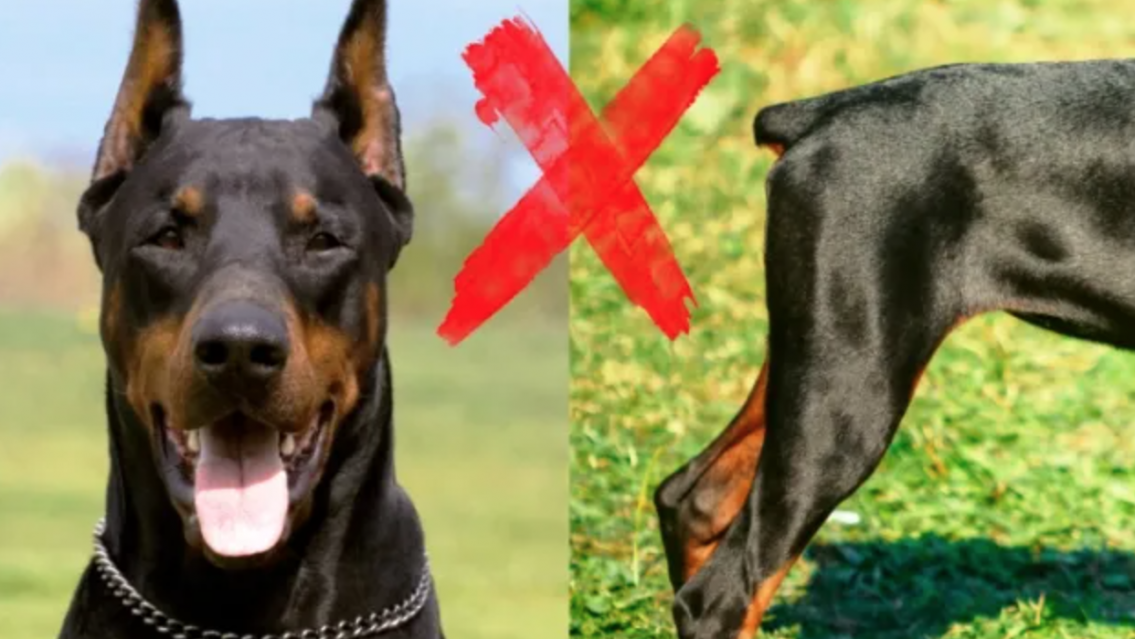 No más colas ni orejas cortadas en mascotas: Jujuy quiere prohibir las "mutilaciones estéticas"