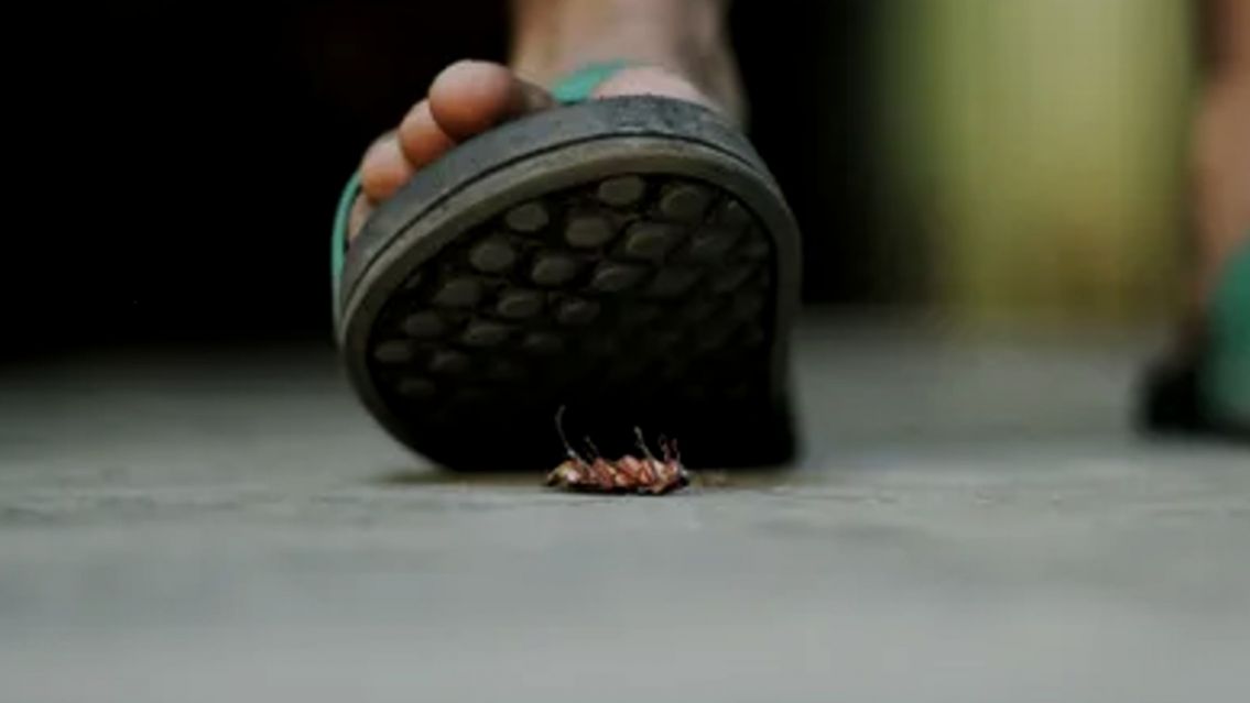 Muy peligroso: �Por qu� no deb�s pisar las cucarachas para matarlas?