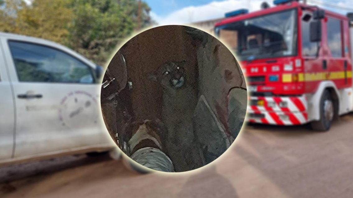 Jujeño iba a sacar su auto y se encontró con un puma en su garaje