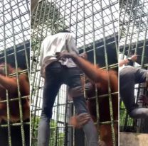Un orangután atacó a un joven que saltó una cerca en un zoológico y se burló del animal "para un video"