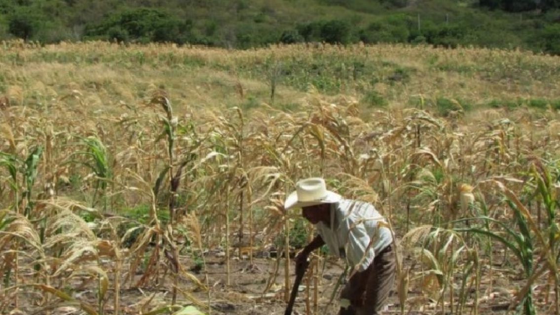 Sequ�a en Jujuy y emergencia agraria para los productores de ca�a
