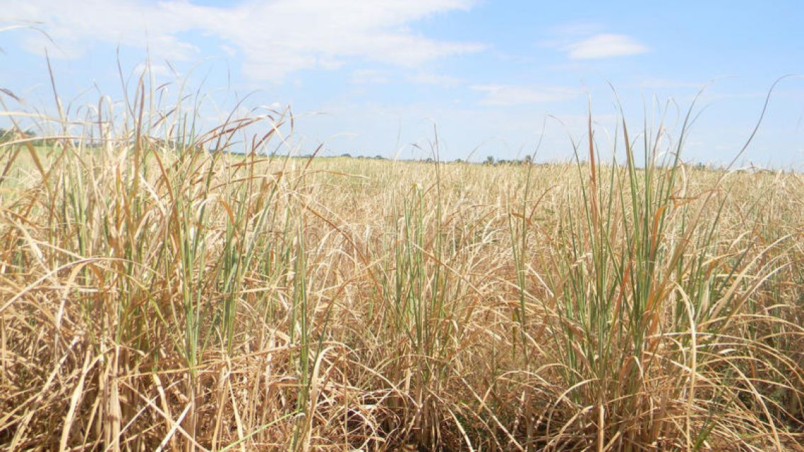 Emergencia agropecuaria en Jujuy: crisis en el sector productor