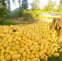 Productores tiran limones y se perderán 25.000 toneladas