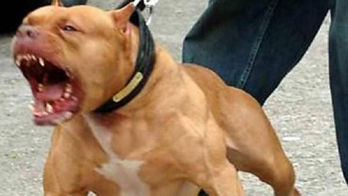 Un pitbull destroz� a un hombre: tiene�graves desgarros en brazos, piernas y cuello