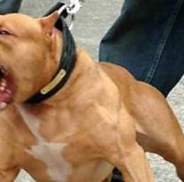 Un pitbull destrozó a un hombre: tiene graves desgarros en brazos, piernas y cuello