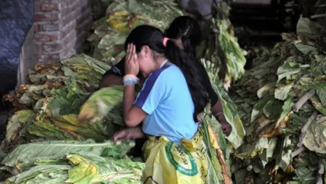 Seg�n un informe, la actividad informal y agr�cola son los principales rubros del trabajo infantil en Jujuy