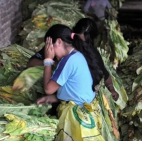Según un informe, la actividad informal y agrícola son los principales rubros del trabajo infantil en Jujuy