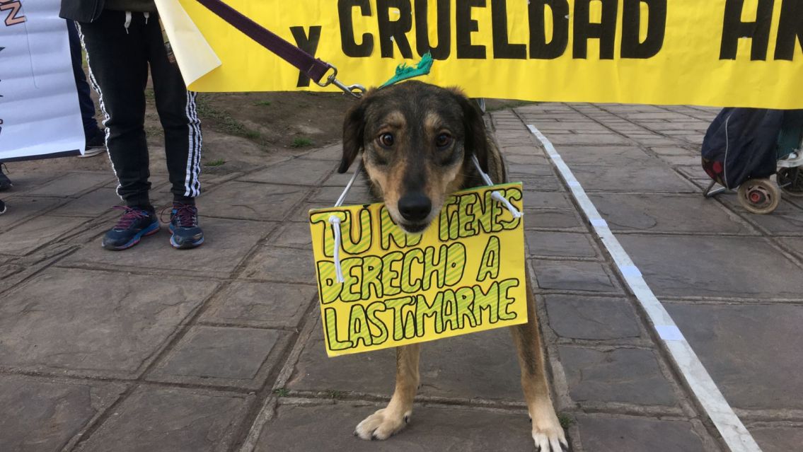 Jujuy a un paso declarar a los animales como seres sintientes
