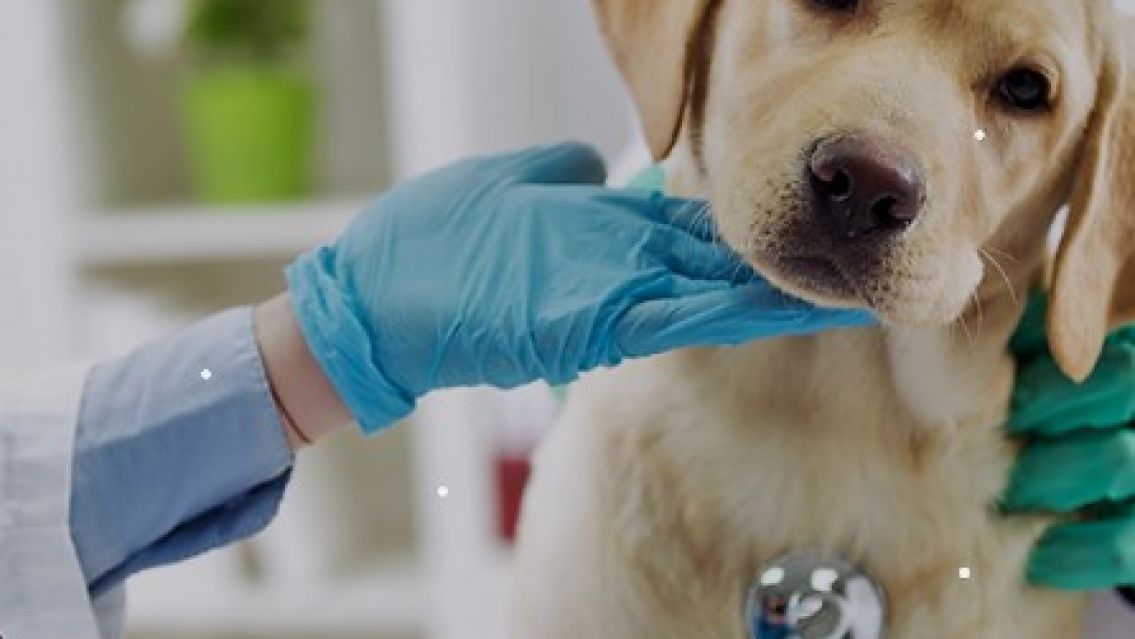 Una veterinaria de Jujuy busca gente para trabajar (oferta de trabajo de hoy lunes 27 de julio)