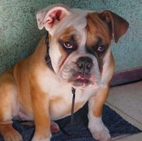 Apareció la perra más buscada de Jujuy: Vale más de 120 mil pesos