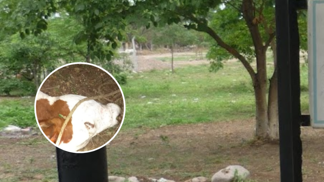 Peor que el chupacabras: detuvieron a un hombre por hacerle lo peor a una vaca