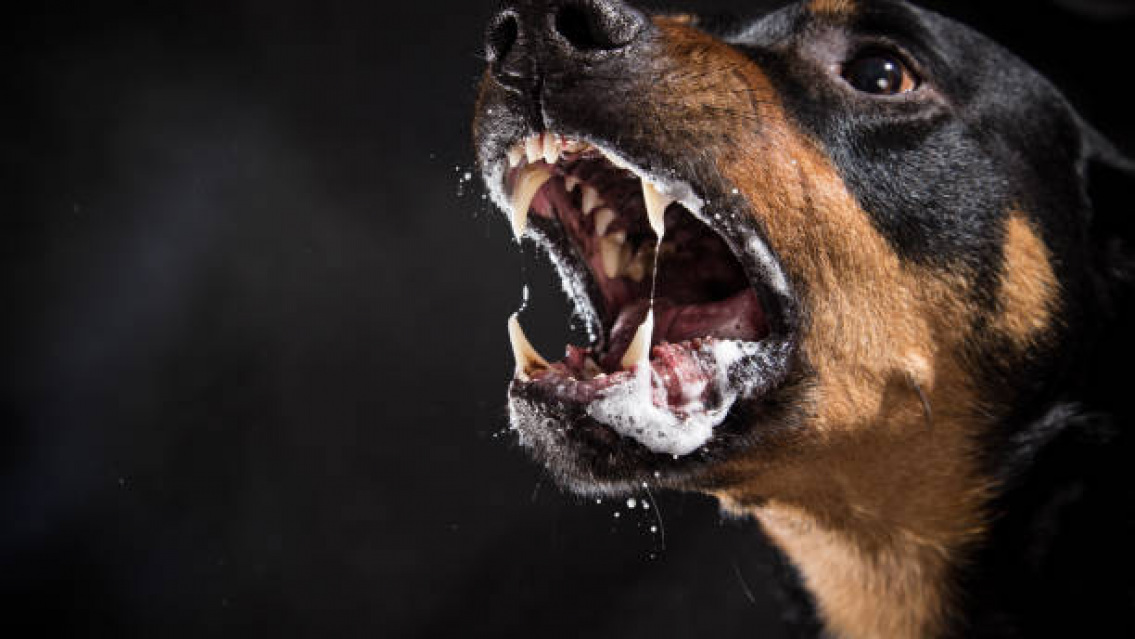 Macabro hallazgo: estaba sin vida y con el rostro comido por perros. Lo desmembraron