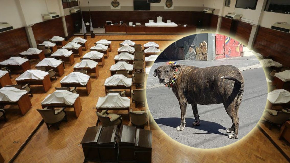 Jujuy tendrá su Ley Integral de Protección Animal: los detalles