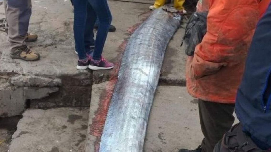 Qué podría pasar en Chile por la aparición del pez "remo": hay miedo en todo el país