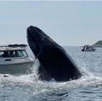 Una ballena saltó del agua y aplastó  un barco